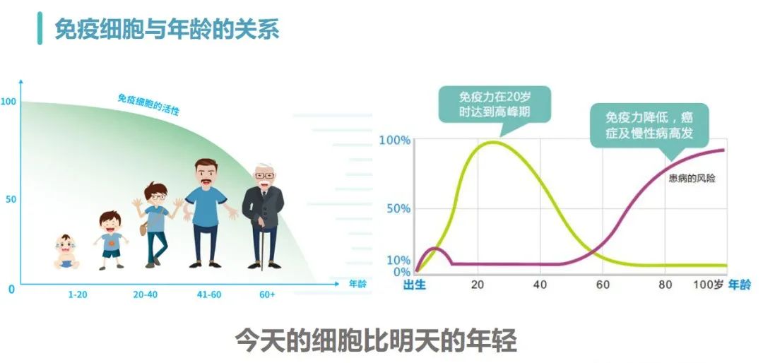 NK細(xì)胞與年齡的關(guān)系 NK細(xì)胞與年齡的關(guān)系