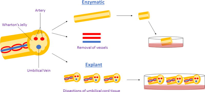 圖1：用于獲得沃頓膠衍生間充質(zhì)干細(xì)胞的酶促與外植體方法。