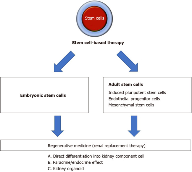 圖1：間充質干細胞治療腎病疾病的概述。