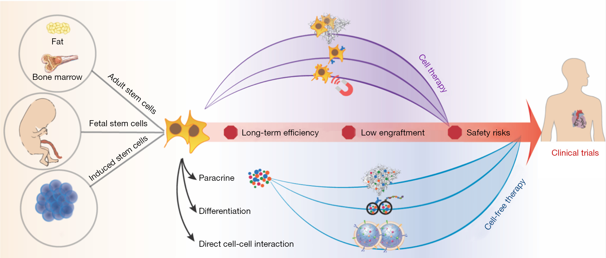 圖1：加速干細(xì)胞療法臨床轉(zhuǎn)化的生物工程策略。