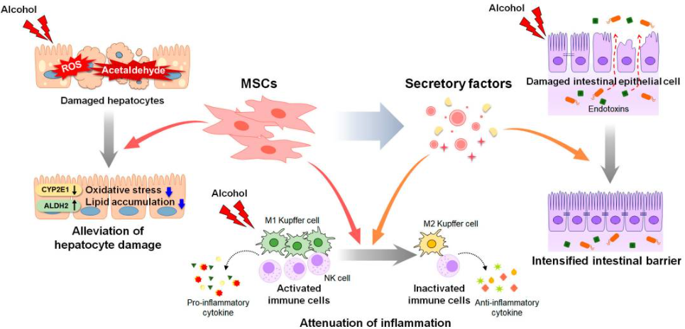 間充質(zhì)干細(xì)胞和間充質(zhì)干細(xì)胞衍生因子對酒精性肝病進(jìn)展的影響（圖2）。