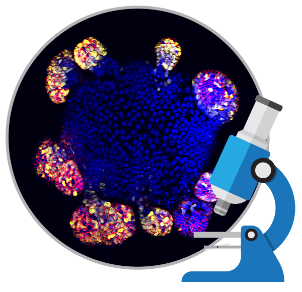 消除所謂的干細胞療法是真的包治百病的神話！