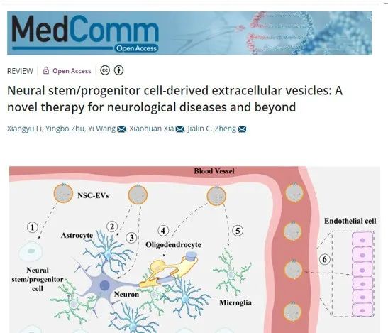 神經干細胞外泌體調控中樞神經系統中不同細胞功能