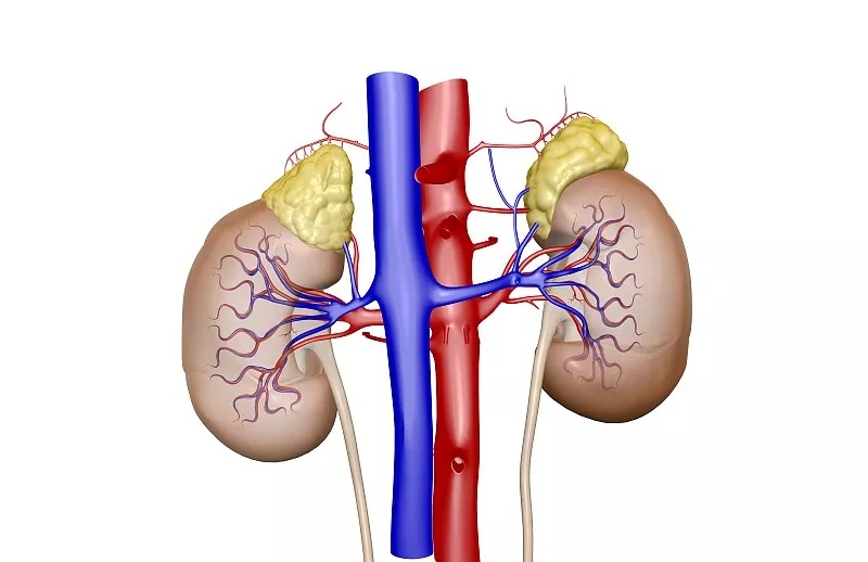 間充質(zhì)干細(xì)胞治療急性/慢性腎臟病的潛力和療效 間充質(zhì)干細(xì)胞治療急性/慢性腎臟病的潛力和療效