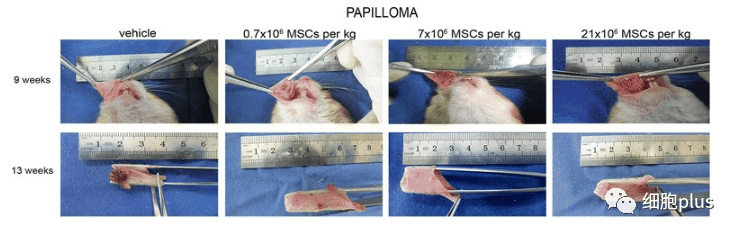 在非典型增生期，全身注射同種異體間充質干細胞不會加速癌前病變的進展。