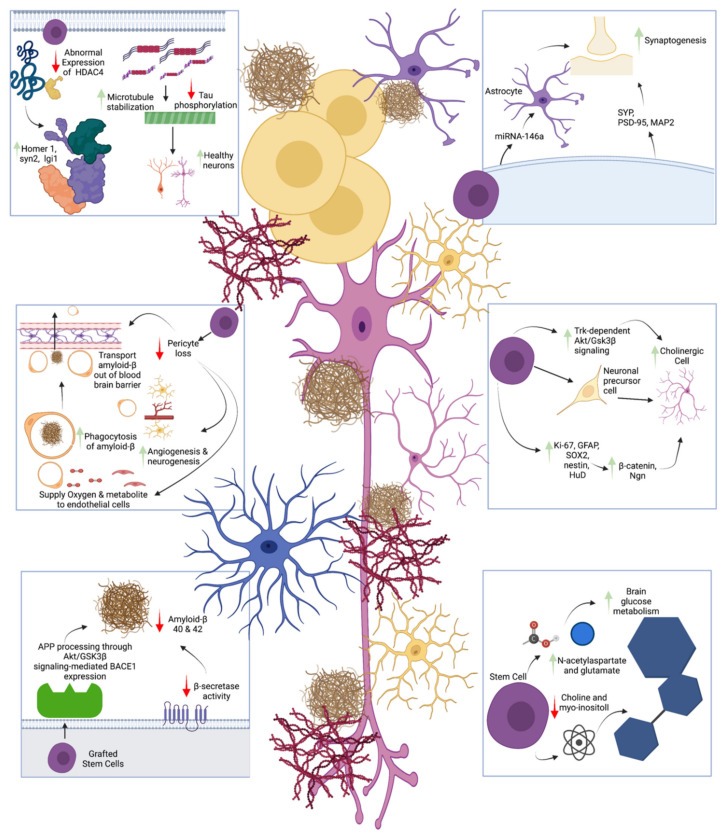 干細胞改善阿爾茨海默病癥認知的機制