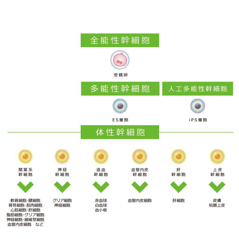 干細胞的種類 干細胞的種類