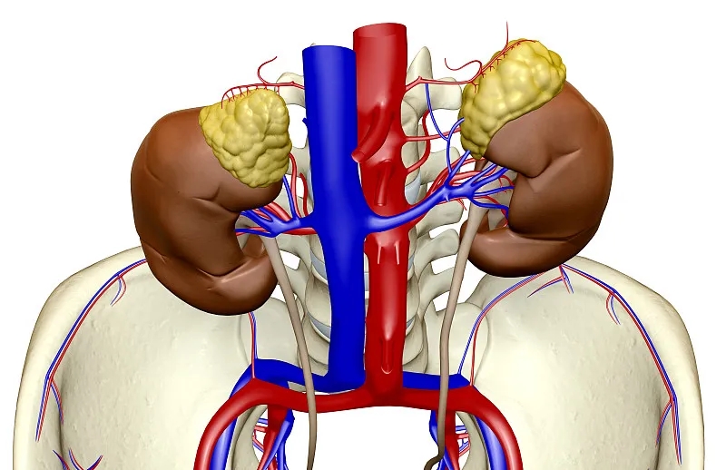 為什么要選擇干細(xì)胞治療而不是腎移植？