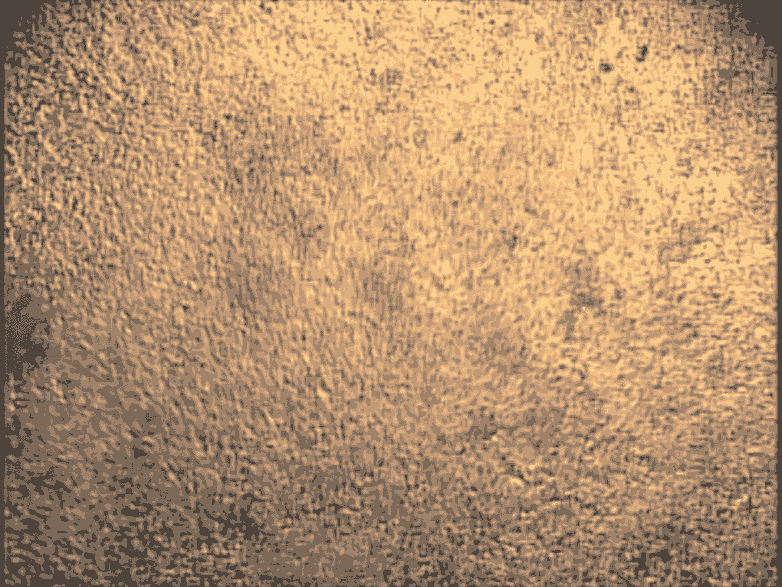 這些心臟細胞是從培養皿中的干細胞中培養出來的，可用于研究心臟的跳動節律。