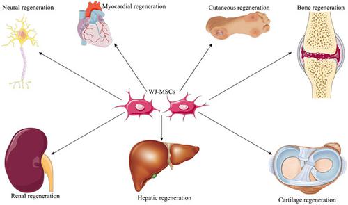 什么是沃頓膠間充質干細胞 (WJ-MSCs) 什么是沃頓膠間充質干細胞 (WJ-MSCs)
