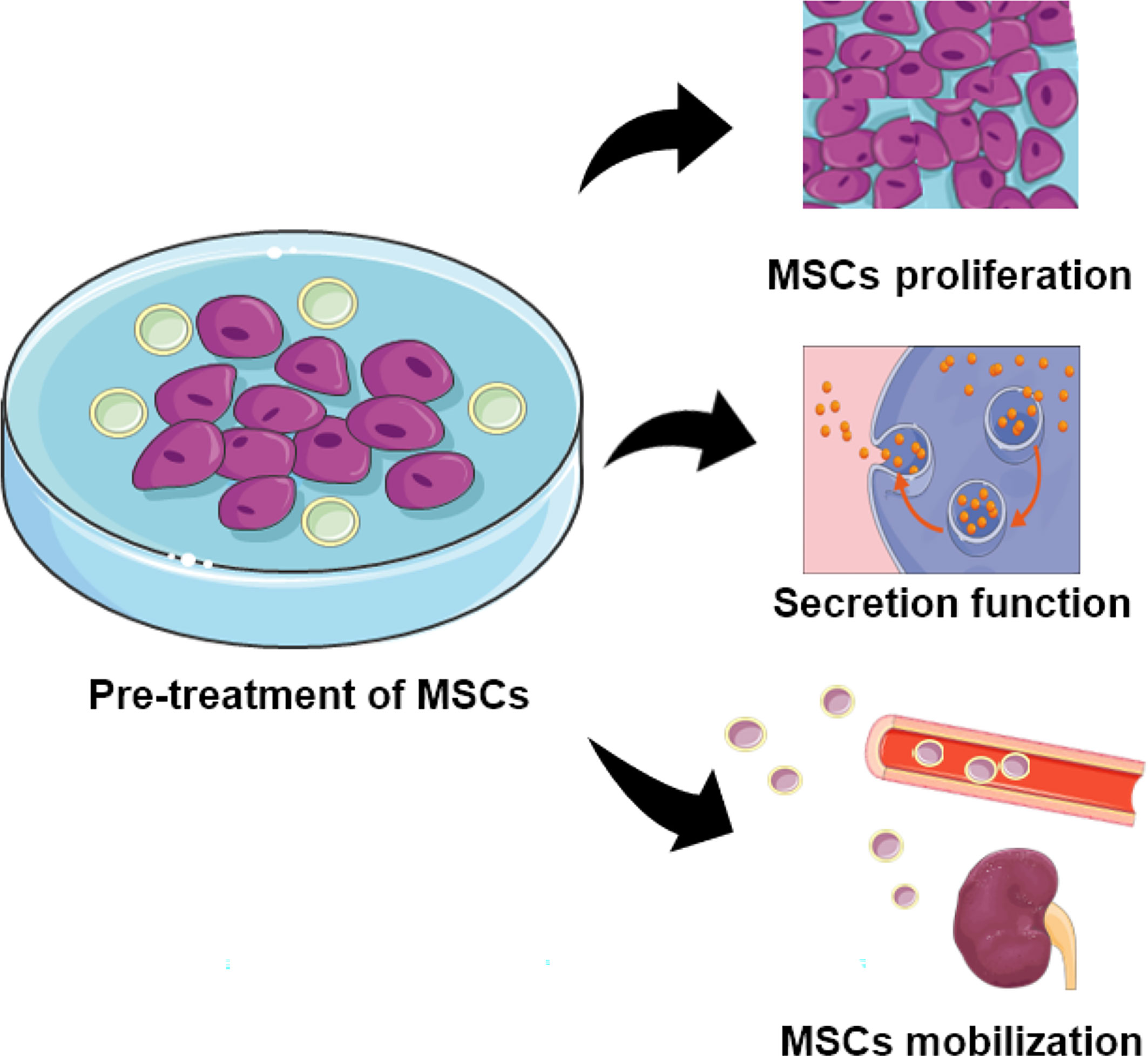 圖2：用特定物質預處理的MSCs的功能。預處理的MSC表現出增強的增殖、分泌和定位能力