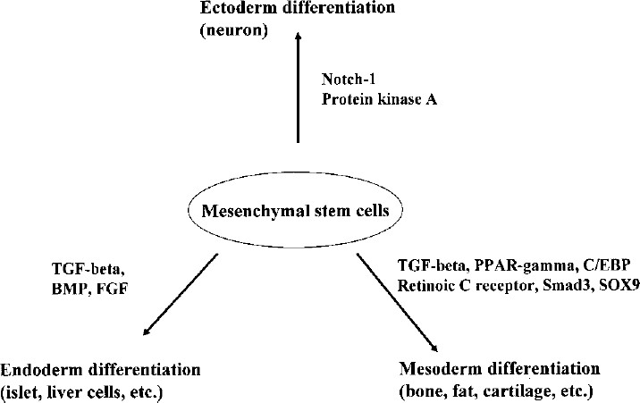 圖3：各種途徑對(duì)MSCs分化的影響。MSCs可以通過不同的細(xì)胞因子和途徑分化形成不同的譜系。