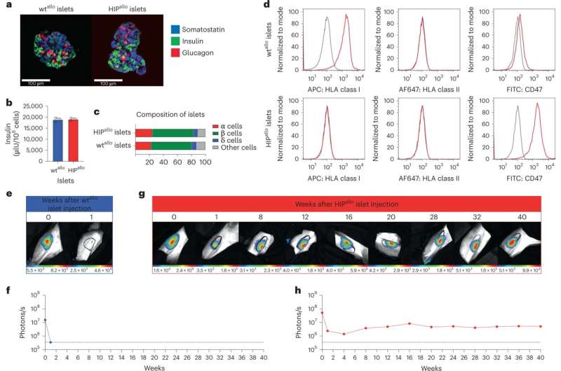 同種異體HIP胰島實現(xiàn)長期存活。