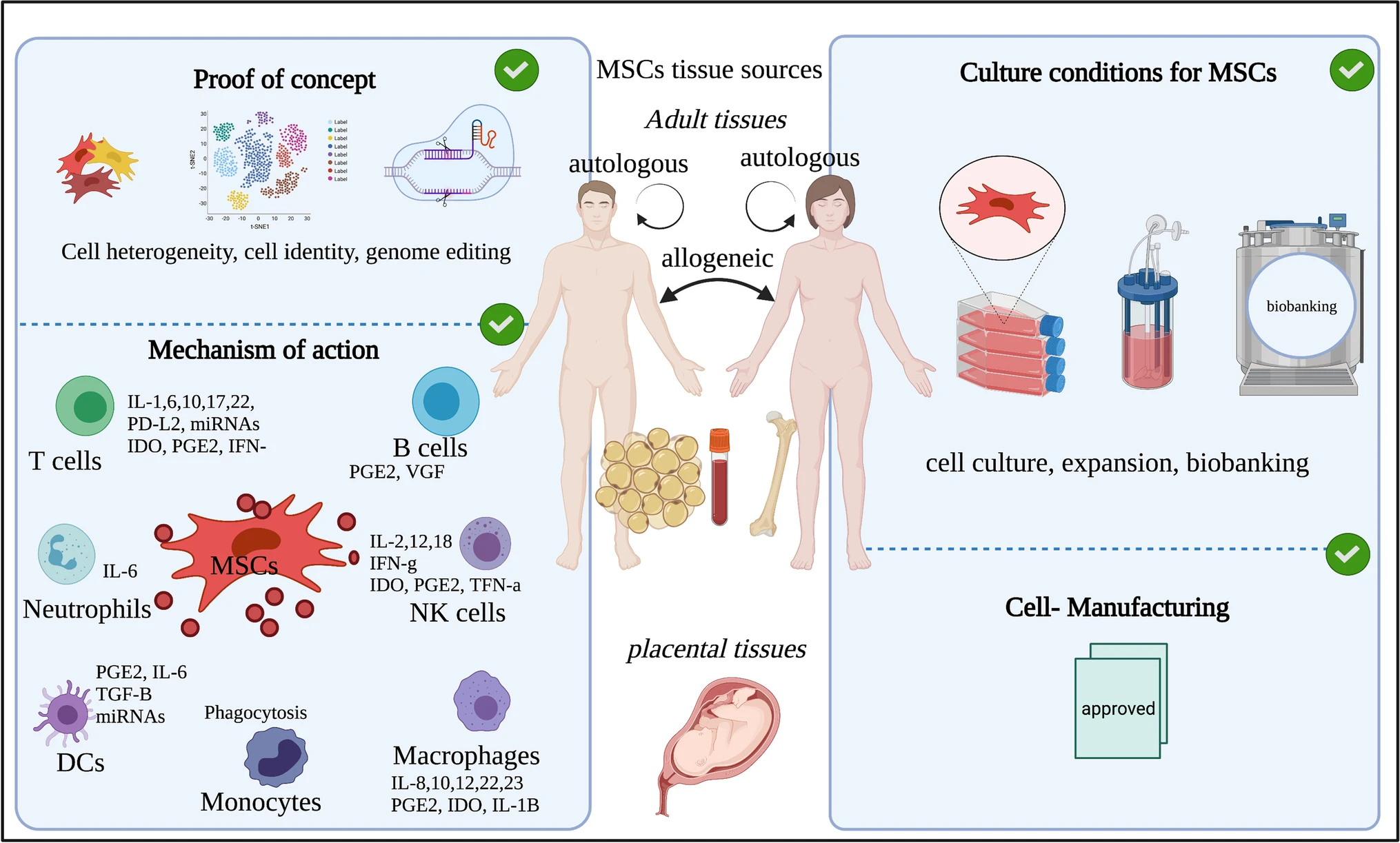 圖1：間充質干細胞的來源和四個重點領域的示意圖。