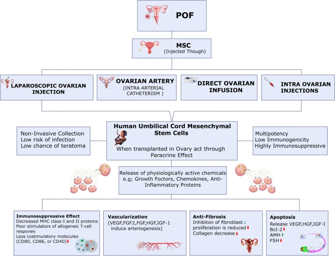 使用干細(xì)胞治療卵巢損傷的擬議機制。
