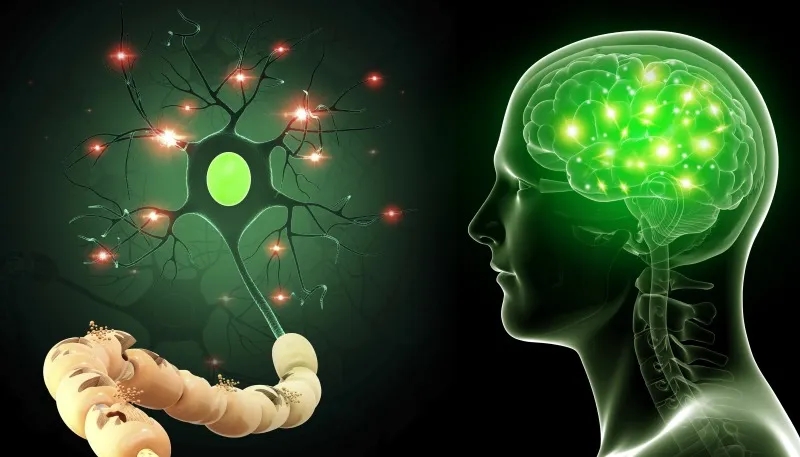 用于神經系統(tǒng)疾病的干細胞