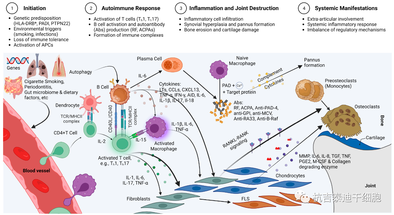 圖1：RA的免疫發病機制示意圖，強調了在RA發展中發揮關鍵作用的各種細胞和分子因素的復雜相互作用。