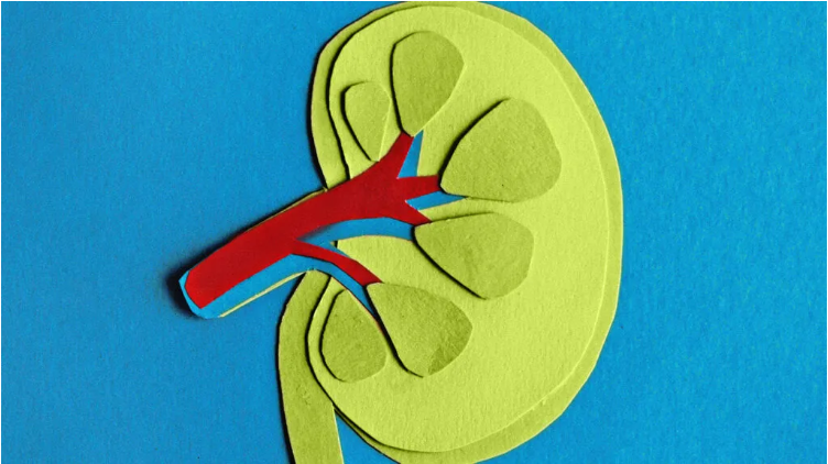慢性腎臟病 (CKD) 的癥狀、分期和治療方法