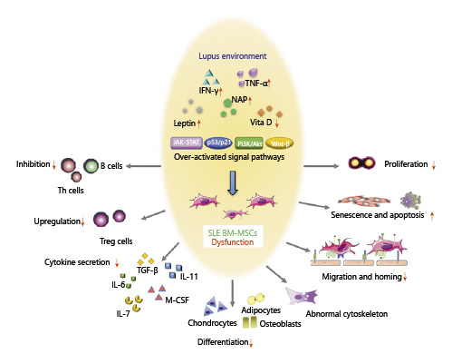 SLE中BM-MSC的功能障礙。來自狼瘡小鼠或患者的BM-MSC表現(xiàn)出遷移、增殖、分化和免疫調(diào)節(jié)能力受損，并且衰老加劇。SLE中體內(nèi)炎癥環(huán)境異常以及JAK-STAT、p53/p21、PI3K/Akt、Wnt/beta-catenin等信號通路的異常可能與BM-MSCs的缺陷有關。