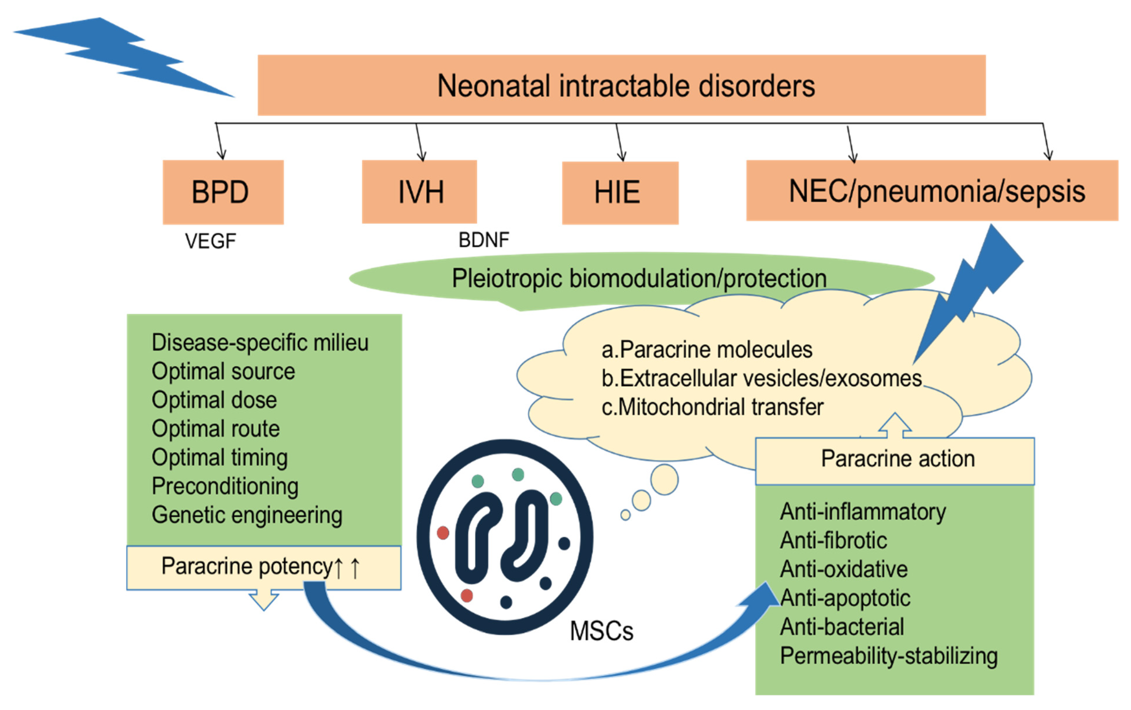 圖2：MSCs局部或全身移植到各種組織損傷部位后，通過分泌多種因子發揮抗炎、抗纖維化、抗氧化、抗凋亡、抗菌、穩定通透性等旁分泌作用。