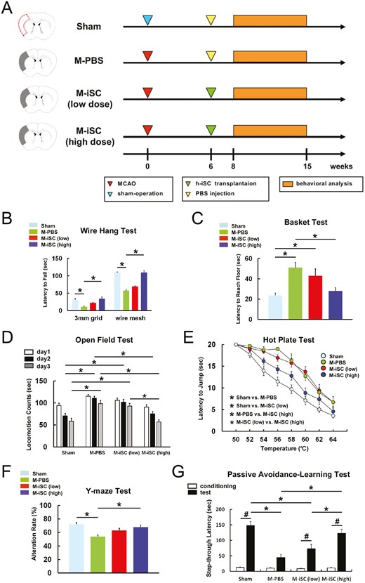 MCAO后顱內移植h-iSC可改善神經功能。