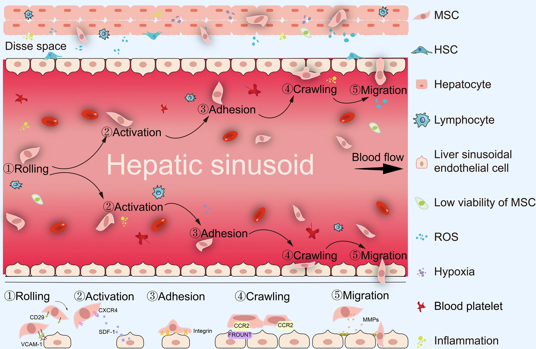 圖2：間充質干細胞治療期間的全身歸巢過程。MSCs的全身給藥必須經歷滾動、激活、粘附、爬行和遷移等多步驟過程。