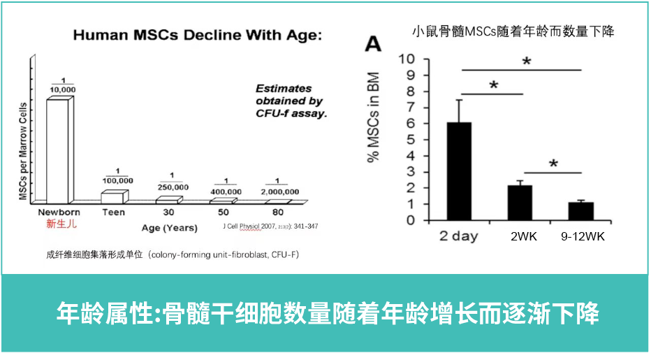 年齡屬性:骨髓干細(xì)胞數(shù)量隨著年齡增長而逐漸下降 年齡屬性:骨髓干細(xì)胞數(shù)量隨著年齡增長而逐漸下降