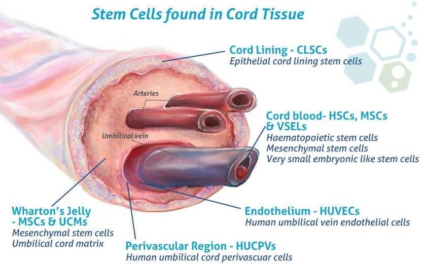 沃頓果凍間充質干細胞 (WJ-MSCs) 沃頓果凍間充質干細胞 (WJ-MSCs)