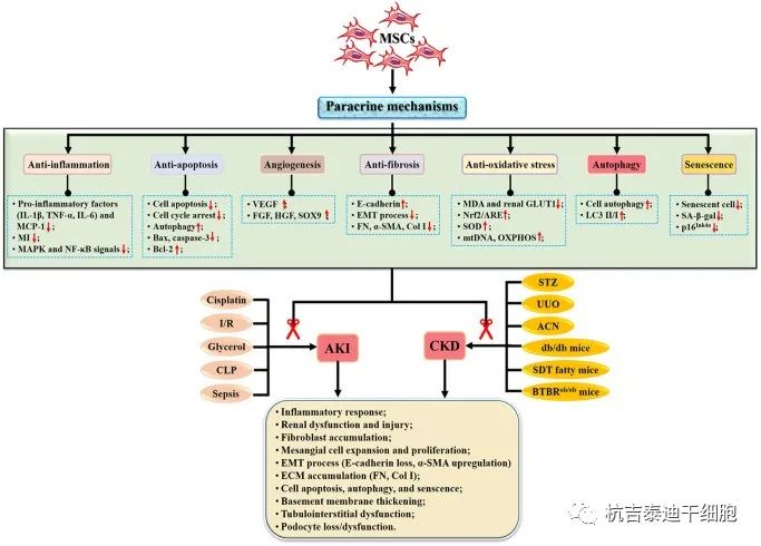 圖2:間充質干細胞治療腎臟疾病的機制 圖2:間充質干細胞治療腎臟疾病的機制