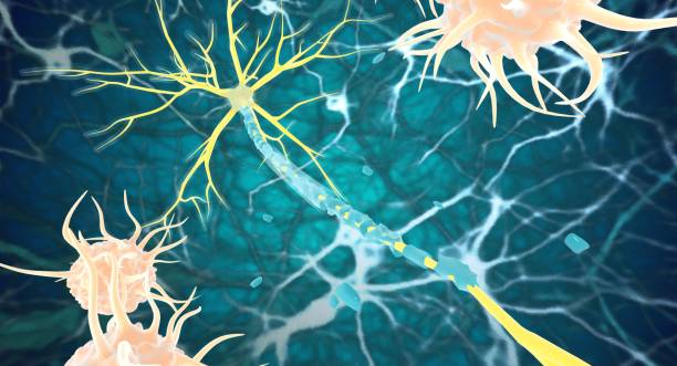 神經干細胞：鑒定、功能、培養和分離