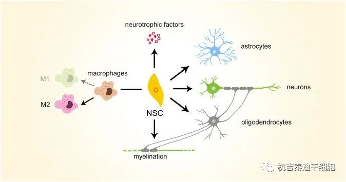 圖2：神經干細胞移植治療潛力的簡要說明。NSC，神經干細胞