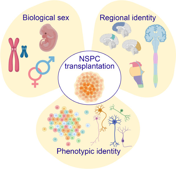 圖1：優(yōu)化神經(jīng)干細(xì)胞和祖細(xì)胞 (NSPC) 移植治療神經(jīng)系統(tǒng)損傷和疾病時(shí)需要考慮的關(guān)鍵因素。
