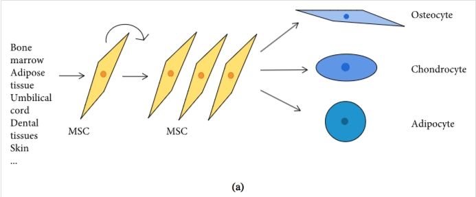 圖1：間充質(zhì)干細(xì)胞促進(jìn)組織修復(fù)和免疫抑制機制的示意圖