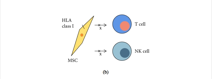 圖1：間充質(zhì)干細(xì)胞促進(jìn)組織修復(fù)和免疫抑制機制的示意圖