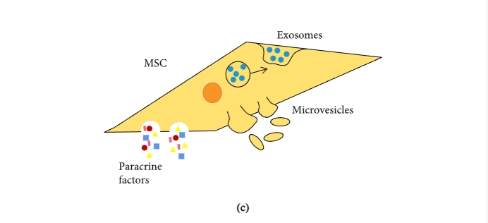 圖1：間充質(zhì)干細(xì)胞促進(jìn)組織修復(fù)和免疫抑制機制的示意圖