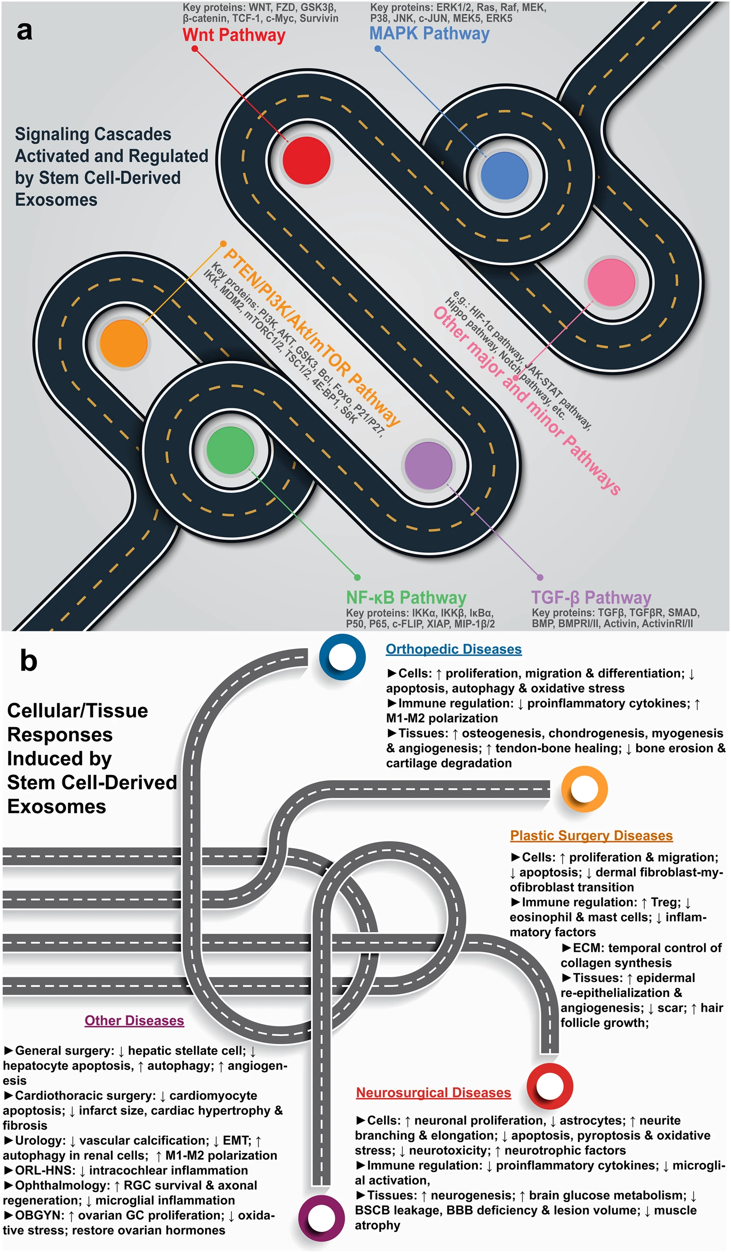 干細(xì)胞源性外泌體療法的機(jī)制。a各種信號(hào)通路的激活和調(diào)節(jié)。b疾病特異性細(xì)胞和組織反應(yīng)。 圖1:干細(xì)胞源性外泌體療法的機(jī)制。a各種信號(hào)通路的激活和調(diào)節(jié)。b疾病特異性細(xì)胞和組織反應(yīng)。