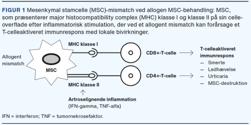 MHC錯配可能會在同種異體治療期間引起免疫反應(yīng),這已在從第一次治療到第二次治療的重復(fù)治療中得到證實(shí) MHC錯配可能會在同種異體治療期間引起免疫反應(yīng),這已在從第一次治療到第二次治療的重復(fù)治療中得到證實(shí)