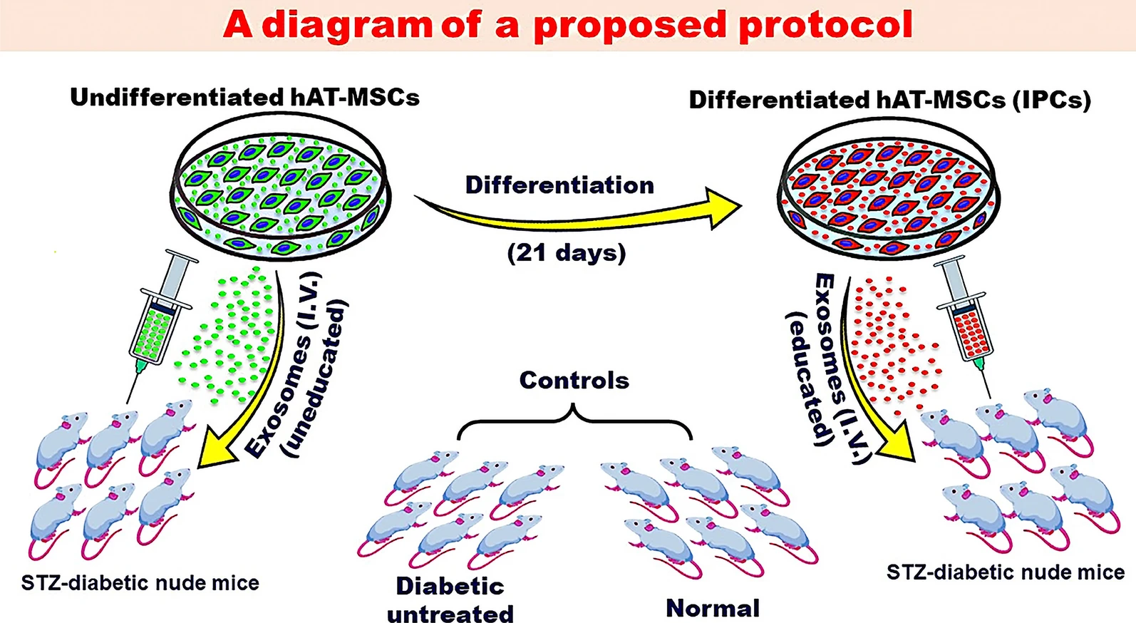 圖2：探索MSC衍生的外泌體潛在益處的建議方案。