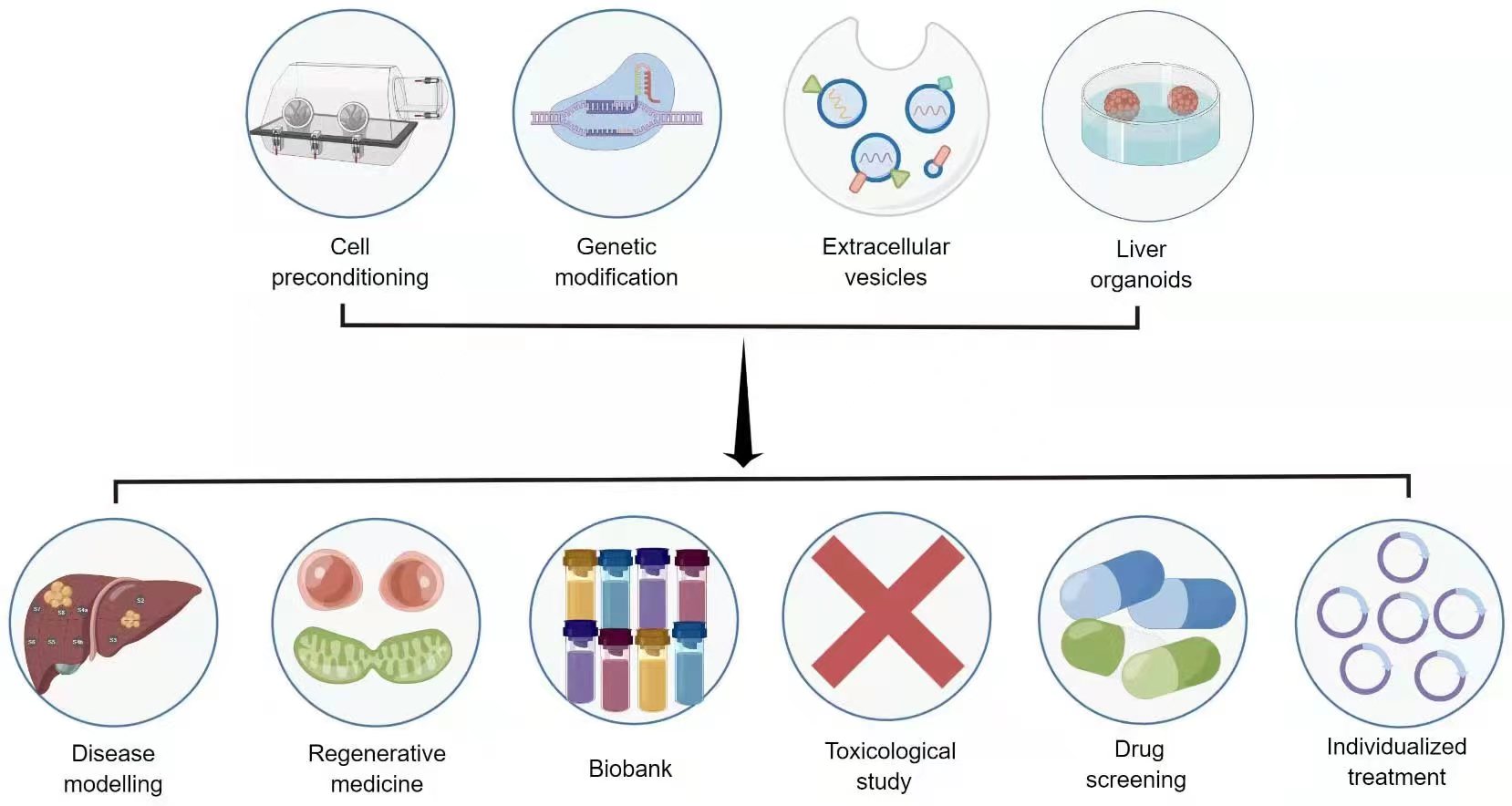 圖3：干細胞治療肝病的新策略和應用前景。