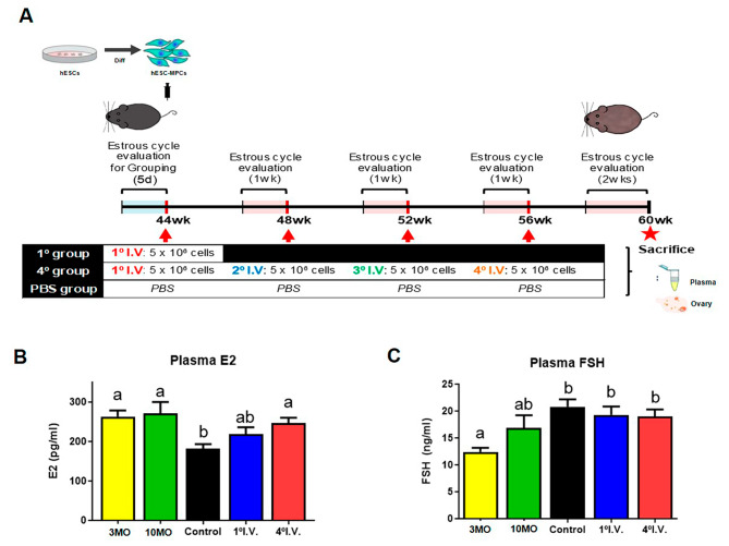 圖1：人類胚胎干細(xì)胞間充質(zhì)祖細(xì)胞（hESC-MPCs）的數(shù)量對(duì)圍絕經(jīng)期小鼠血漿激素水平的影響。