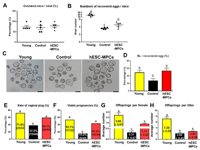 圖4：人胚胎干細(xì)胞衍生的間充質(zhì)祖細(xì)胞 (hESC-MPC) 對(duì)圍絕經(jīng)期小鼠排卵、胚胎發(fā)育、妊娠和產(chǎn)仔數(shù)的影響。