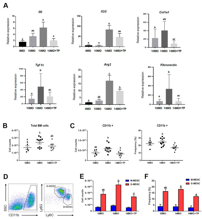 圖5：hESC-MPC對(duì)衰老卵巢中骨髓來(lái)源的MDSC數(shù)量以及炎癥和纖維化相關(guān)基因的影響。