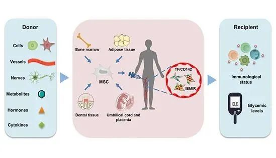 △MSCs介導的免疫調節，給2型糖尿病患者治療帶來希望
