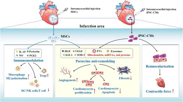 重復(fù)靜脈注射干細(xì)胞可以進(jìn)一步增強(qiáng)治療效果。