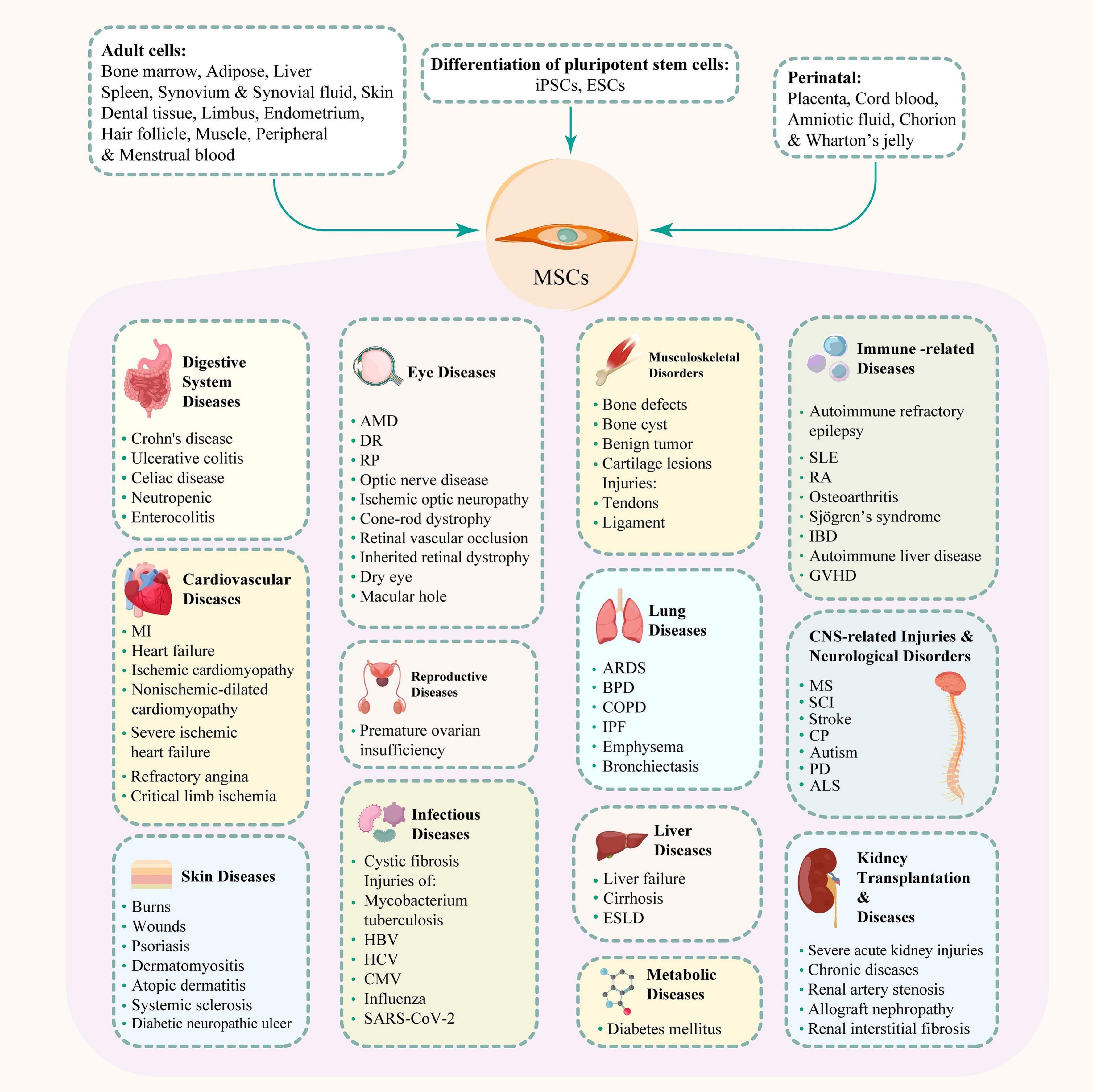 圖2：間充質(zhì)干細(xì)胞、其來源和治療潛力。
