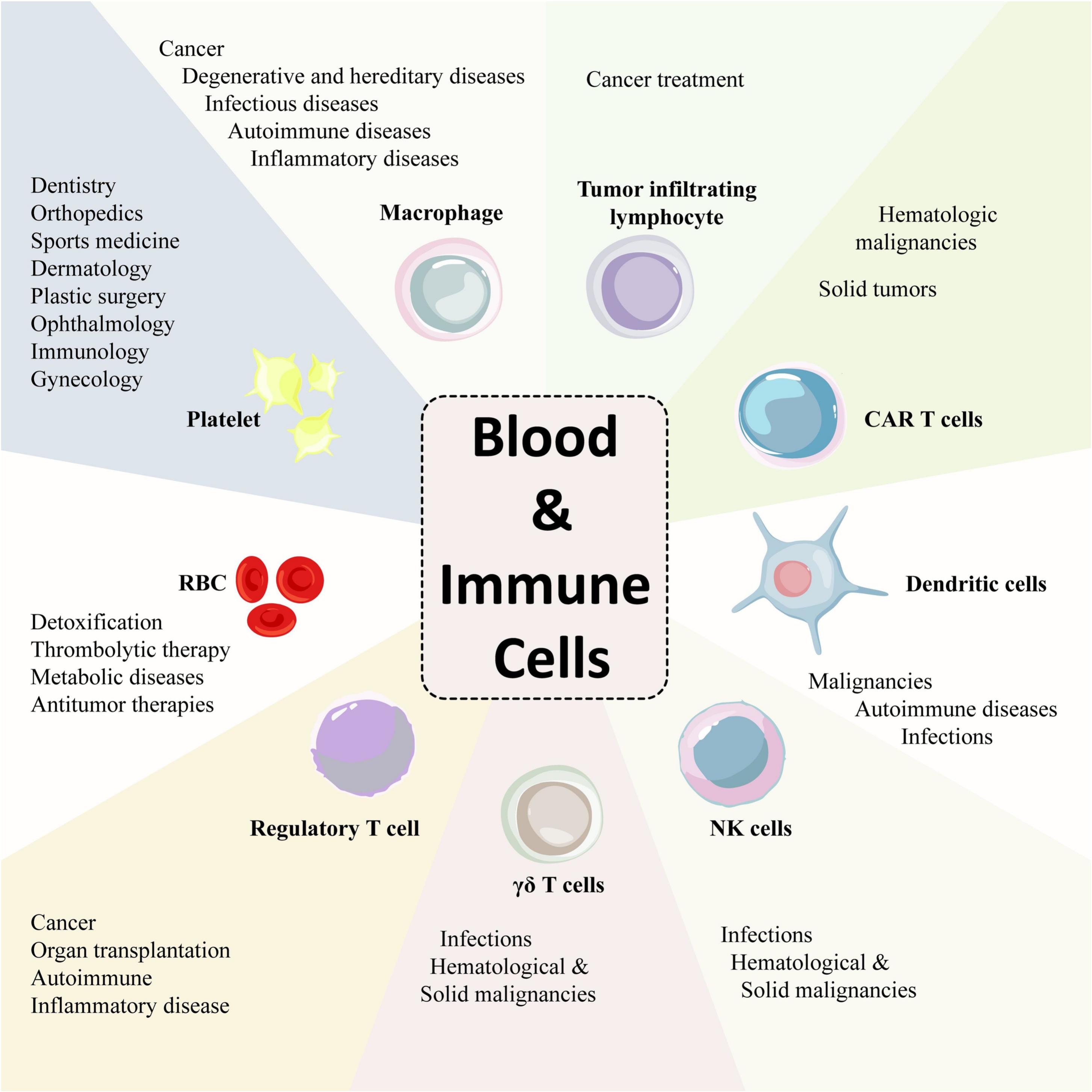 圖6：各種成熟的血液和免疫細(xì)胞及其治療潛力。