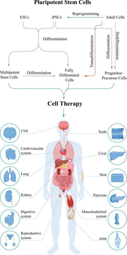 快速搞懂細(xì)胞全家福：同為細(xì)胞，它們有何不同？臨床應(yīng)用潛力如何？