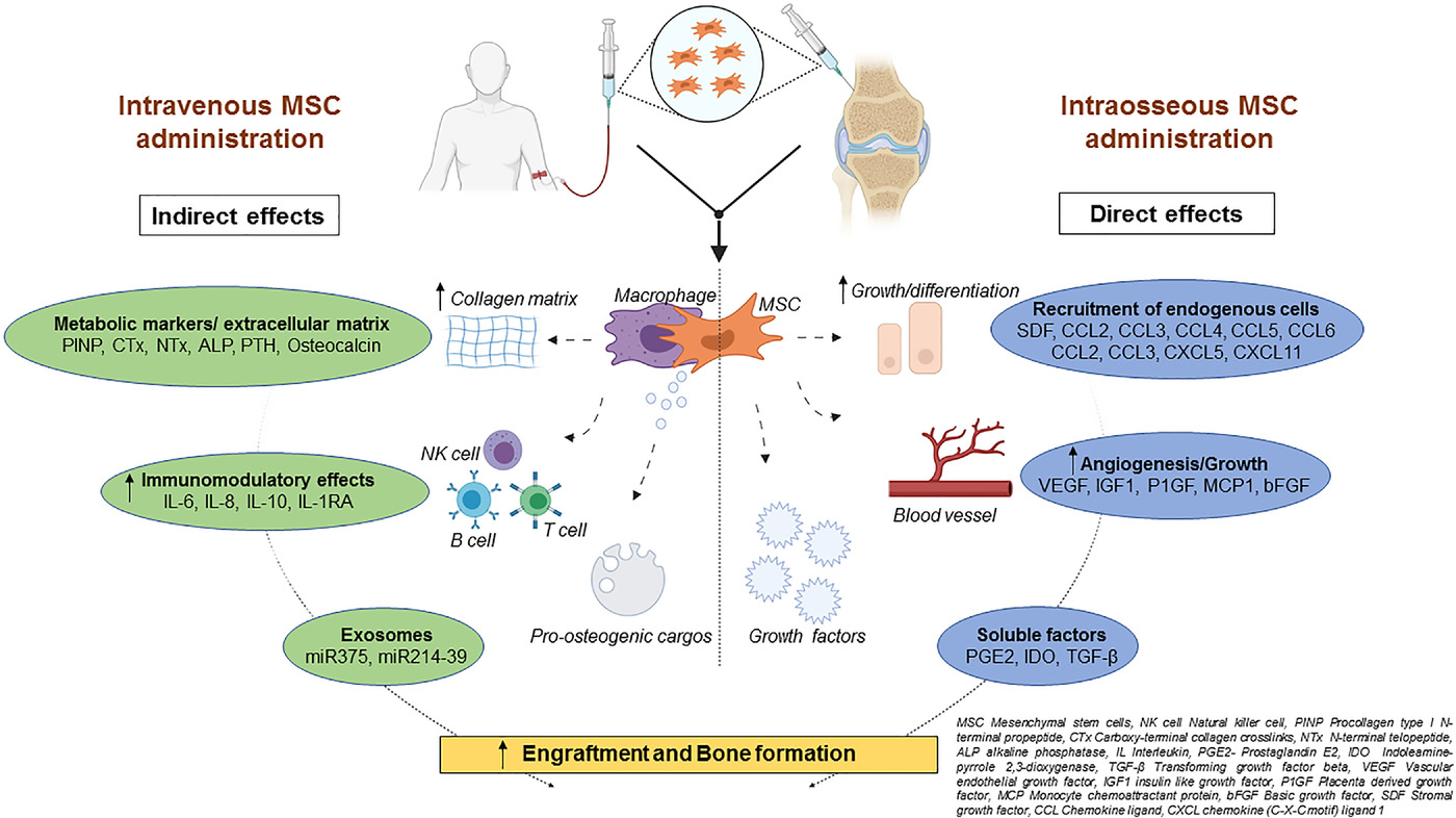 圖2：該圖顯示了根據(jù)文獻(xiàn)16-18和TERCELOI6試驗(yàn)數(shù)據(jù)推測(cè)的間充質(zhì)干細(xì)胞體內(nèi)分子機(jī)制及其給藥后對(duì)各種細(xì)胞功能的作用。