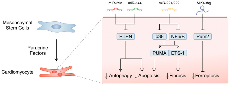 圖1:所選研究的示意圖,展示了間充質(zhì)干細胞分泌的microRNA分子對心肌細胞的影響。 圖1:所選研究的示意圖,展示了間充質(zhì)干細胞分泌的microRNA分子對心肌細胞的影響。