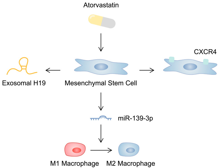 圖2:示意圖顯示阿托伐他汀對間充質(zhì)干細胞的影響,這可能會影響其心臟保護能力。 圖2:示意圖顯示阿托伐他汀對間充質(zhì)干細胞的影響,這可能會影響其心臟保護能力。